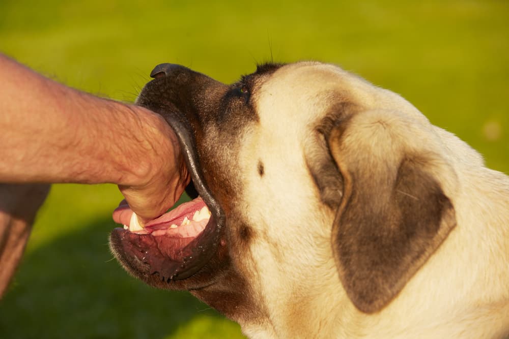 A mastiff dog bares its fangs in a close-up shot, with selective focus highlighting the sharp teeth.