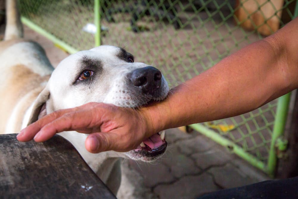 A white dog attacks and bites a man's arm.