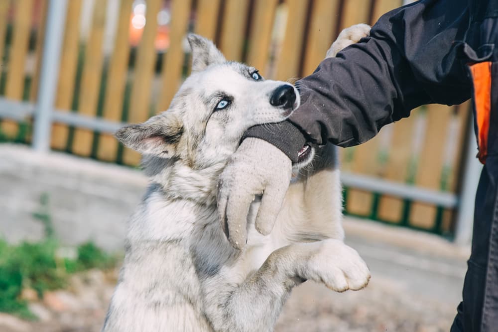 Dog attacking a man, biting his hand.