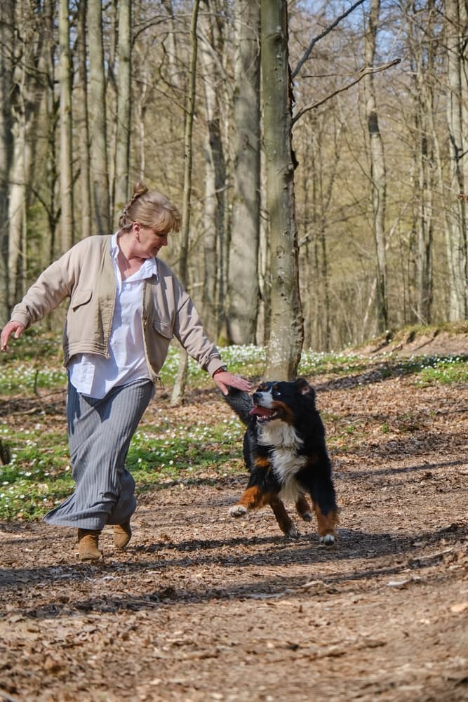 A mountain dog playfully bites the woman while playing.