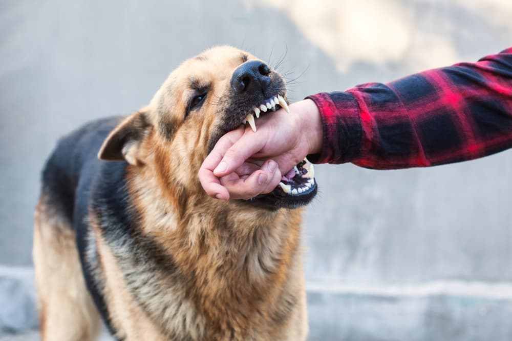 A man is bitten on the hand by a male German Shepherd.