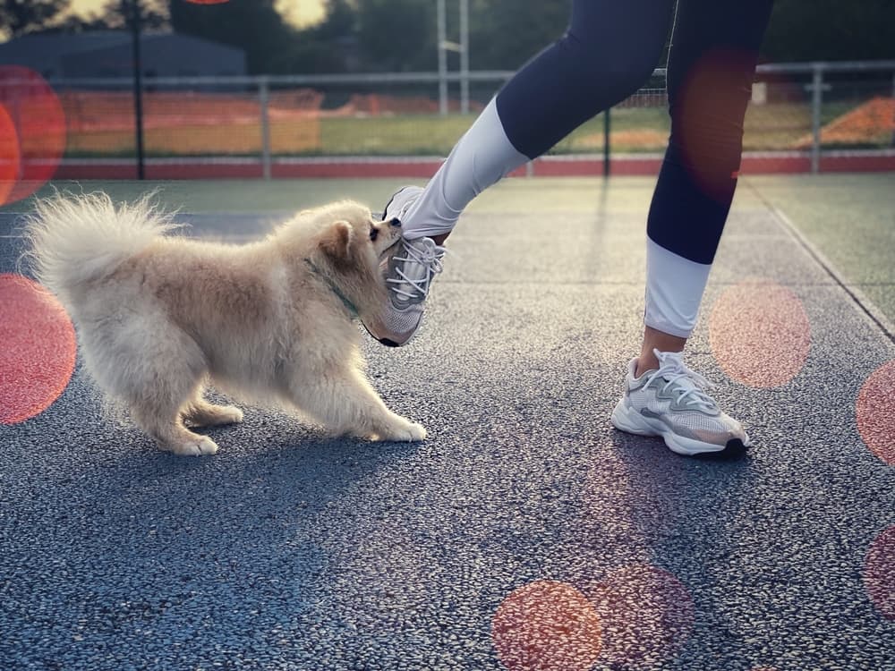 A dog bites a girl’s leg through her tights. Close-up of a woman’s feet in white sneakers. Cropped view focused on the lower body.