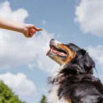 Common Dog Bite Injuries